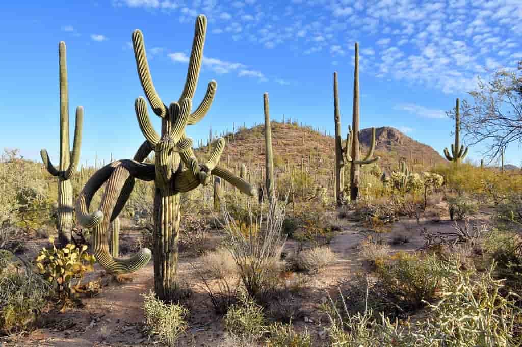 Saguaro National Park