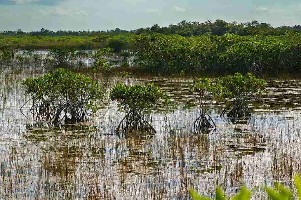 Best National Parks to Visit in Winter, Everglades National Park